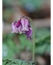Dicentra formosa seedlings