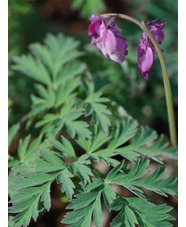 Dicentra formosa seedlings