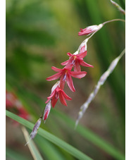 Dierama dracomontanum