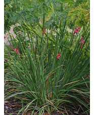 Dierama dracomontanum