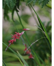 Dierama dracomontanum