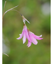 Dierama erectum