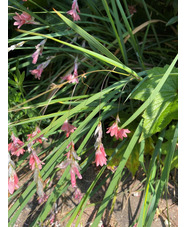 Dierama igneum