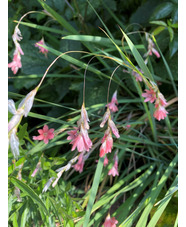 Dierama igneum