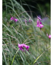 Dierama pulcherrimum