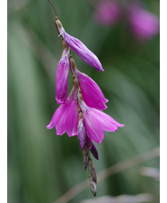 Dierama pulcherrimum