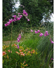 Dierama pulcherrimum