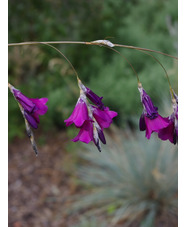 Dierama pulcherrimum 'Flaring Tips'