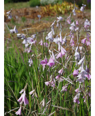 Dierama pulcherrimum pale flowered forms