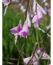 Dierama pulcherrimum pale flowered forms