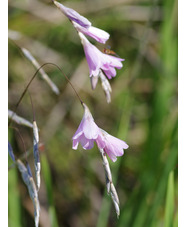 Dierama pulcherrimum pale flowered forms