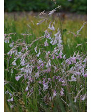 Dierama pulcherrimum pale flowered forms