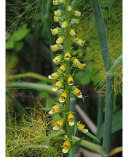 Digitalis ferruginea - Caucasus