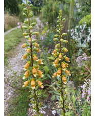 Digitalis ferruginea - Caucasus