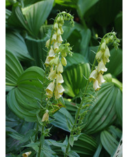 Digitalis grandiflora