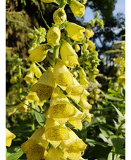 Digitalis grandiflora