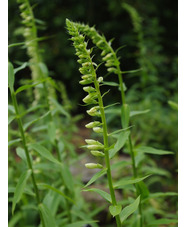 Digitalis lutea