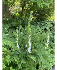 Digitalis purpurea f. albiflora