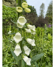 Digitalis purpurea f. albiflora