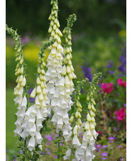 Digitalis purpurea f. albiflora