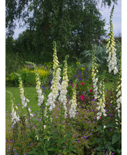 Digitalis purpurea f. albiflora