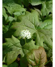 Diphylleia cymosa