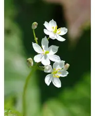 Diphylleia cymosa