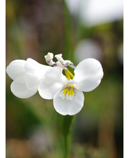 Diplarrena moraea