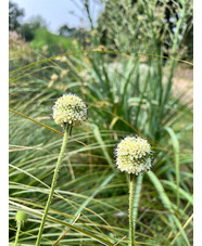 Dipsacus asper from Ghangzhou, China 1L