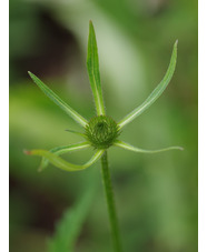 Dipsacus inermis