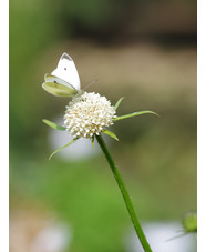 Dipsacus inermis