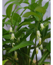 Disporopsis pernyi