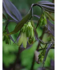 Disporum longistylum 'Night Heron' seedlings
