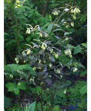 Disporum longistylum 'Night Heron' seedlings