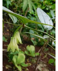 Disporum longistylum 'Night Heron' seedlings