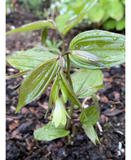 Disporum megalanthum