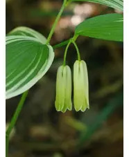 Disporum sessile 'Variegatum'