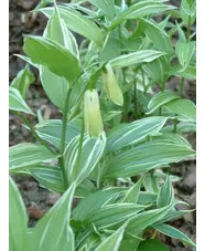 Disporum sessile 'Variegatum'