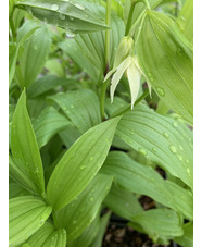 Disporum viridescens