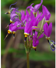 Dodecatheon meadia