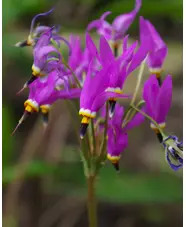 Dodecatheon meadia