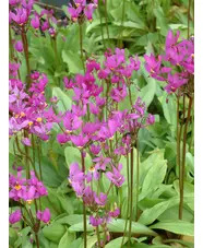 Dodecatheon meadia