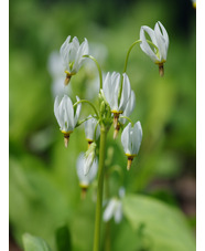 Dodecatheon meadia f. album