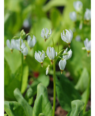 Dodecatheon meadia f. album