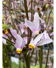 Dodecatheon pulchellum subsp. cusickii