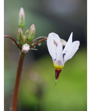 Dodecatheon pulchellum subsp. cusickii