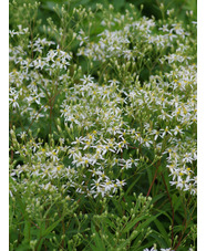 Doellingeria umbellata