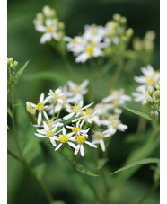 Doellingeria umbellata