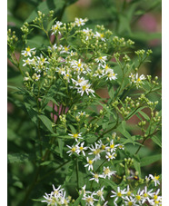 Doellingeria umbellata