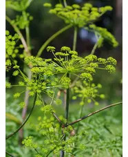 Dorema ammoniacum